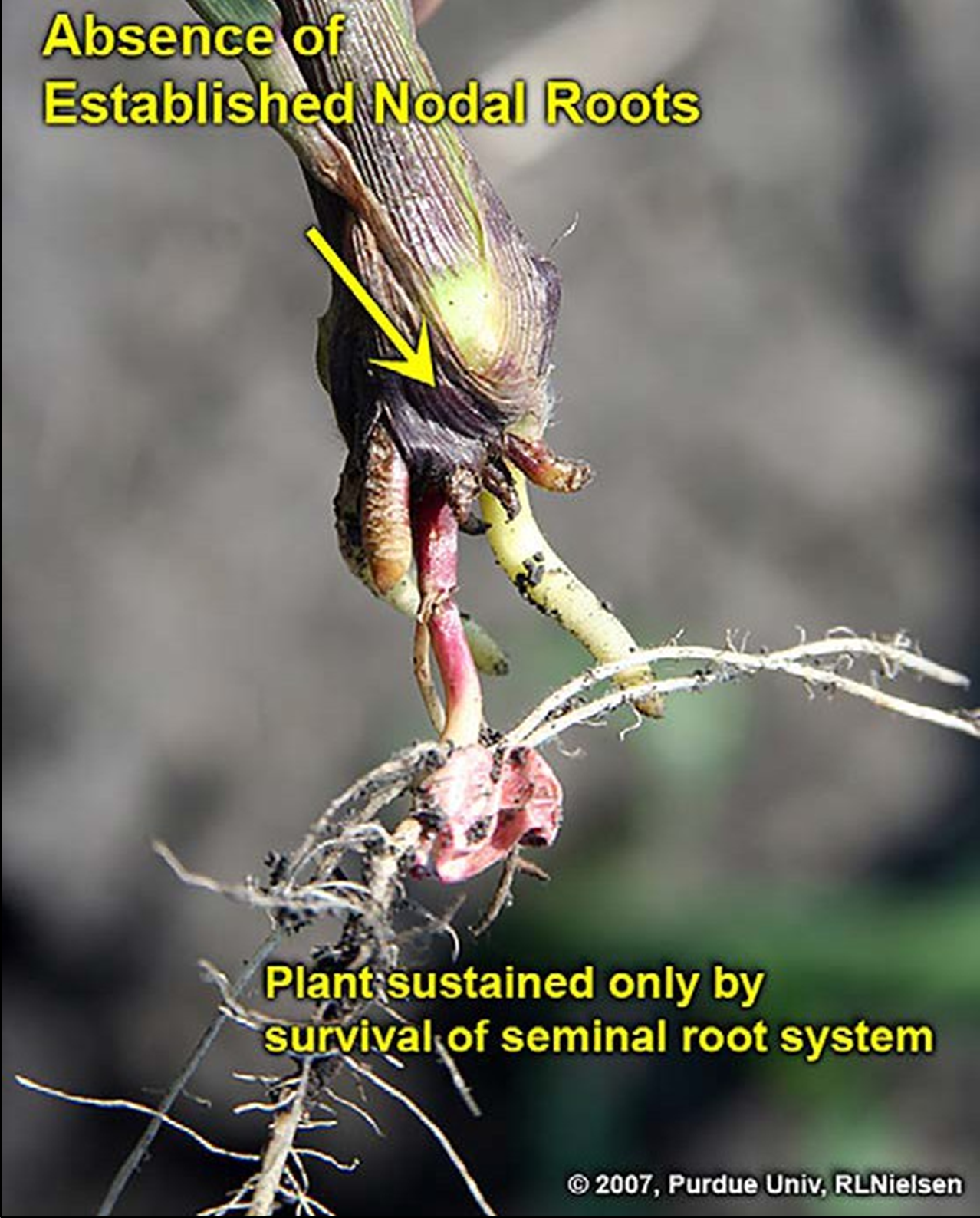 absence of established nodal roots