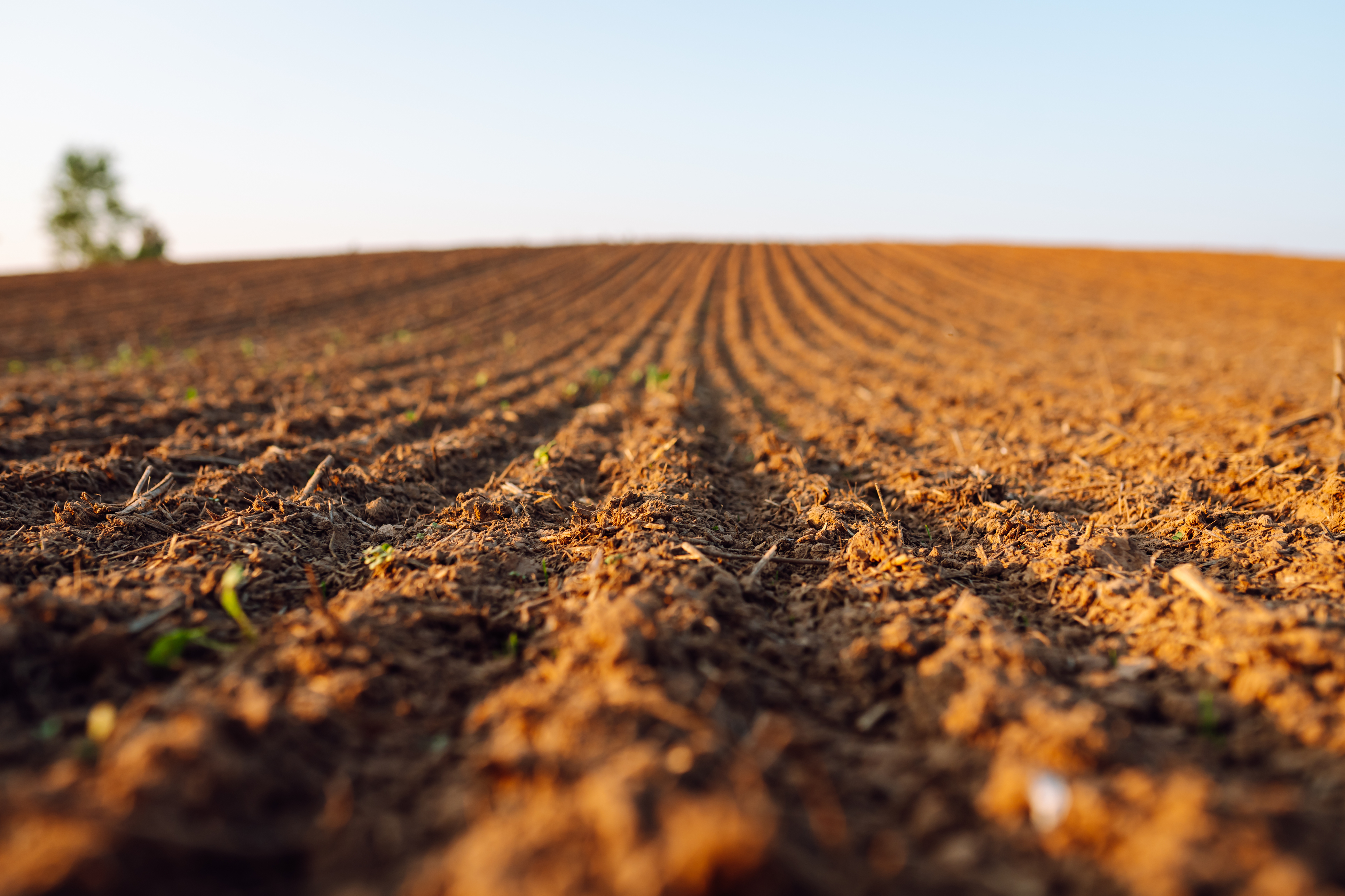 Cover image for Planting in Warm soils