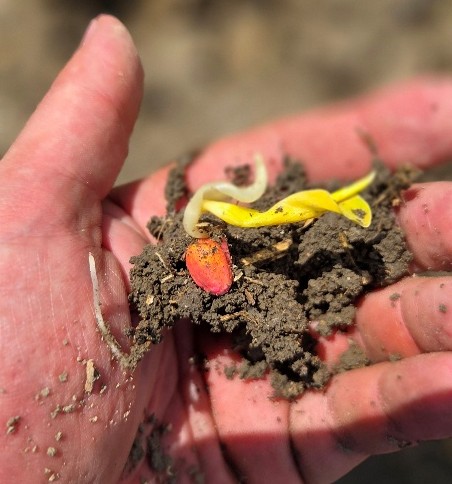 Leafing out - CORN