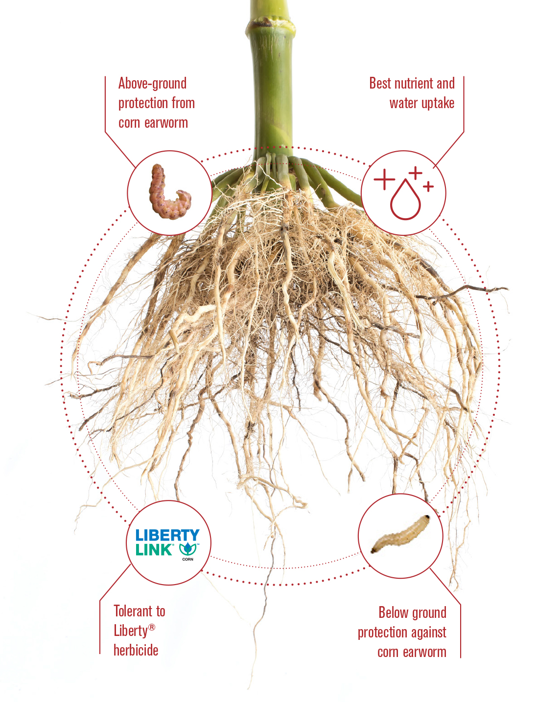 SmartStax® RIB Complete® Corn