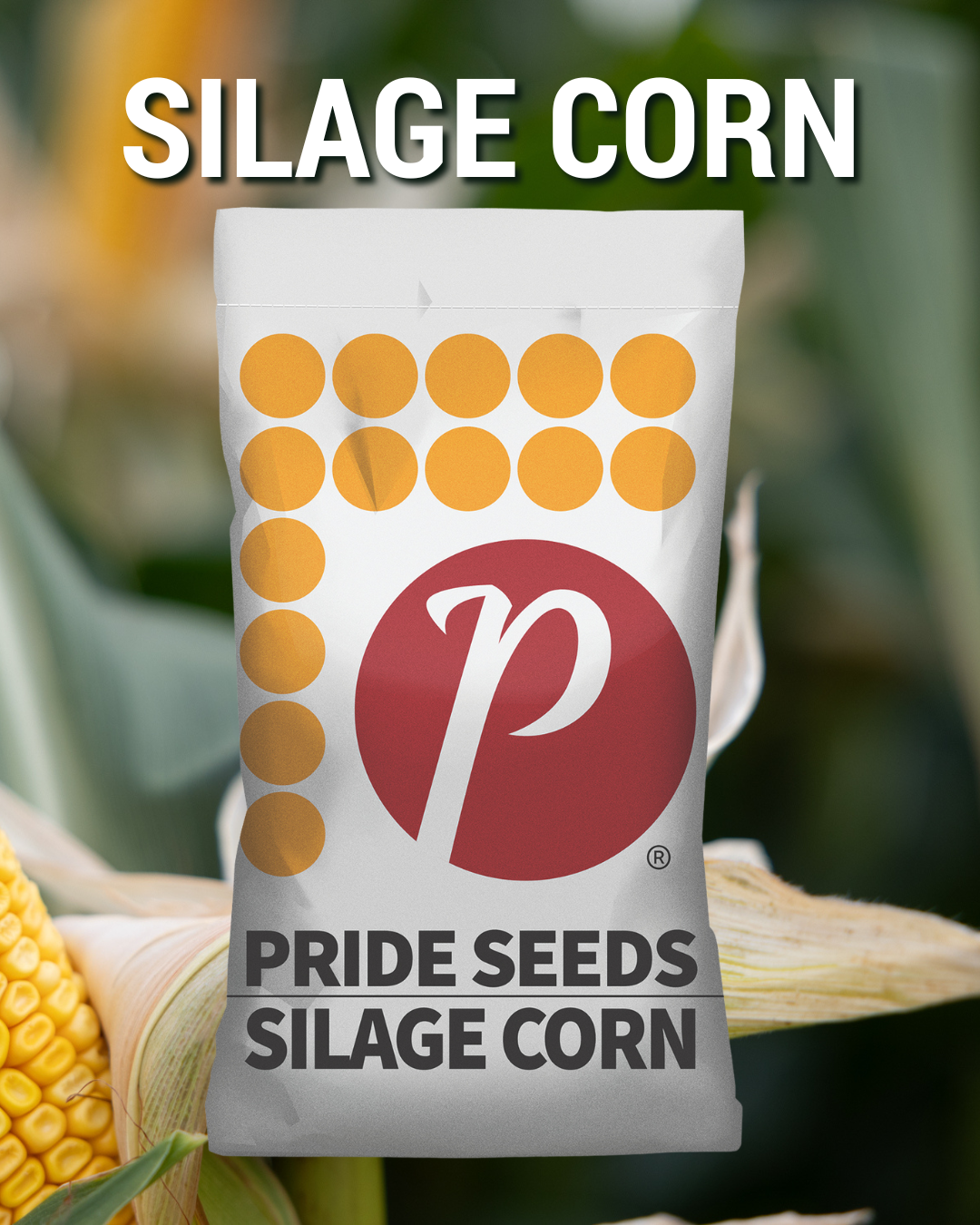 SILAGE CORN