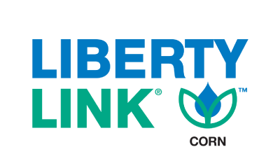 Liberty Link Corn